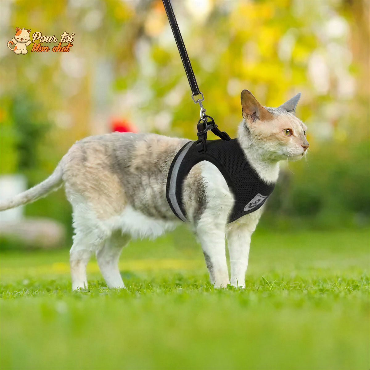 Harnais et laisse respirants pour chat Pour toi Mon chat