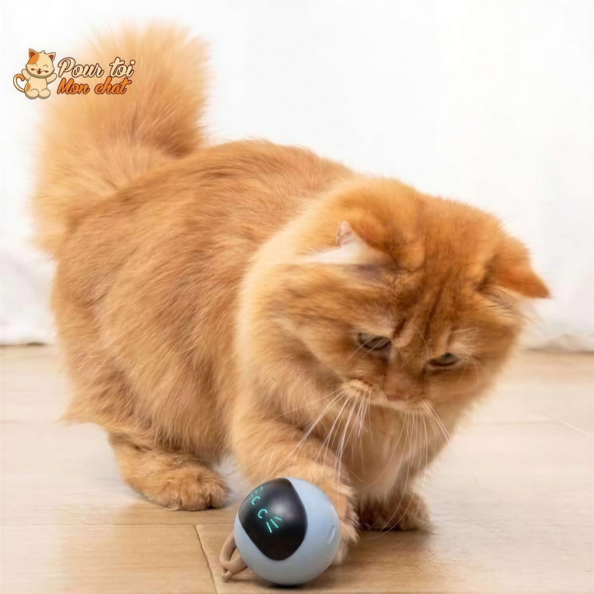 Balle Magique Lumineuse pour Chat - Catch'Cat™ Pour toi Mon chat