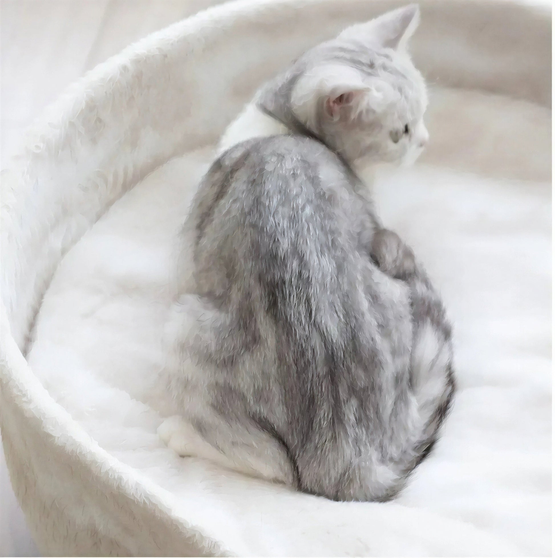 Lit chaud et lavable en laine d'agneau pour chat Pour toi Mon chat