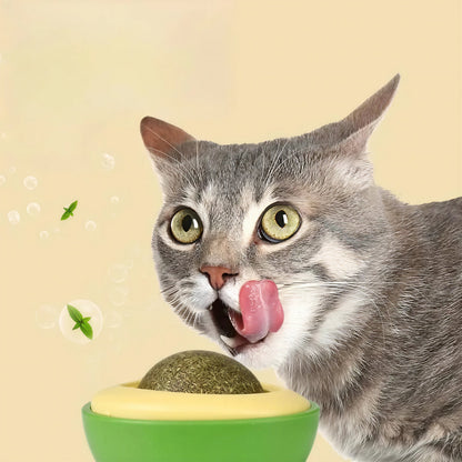 Herbe à Chat dans un Jouet en Forme d'Avocat Pour toi Mon chat