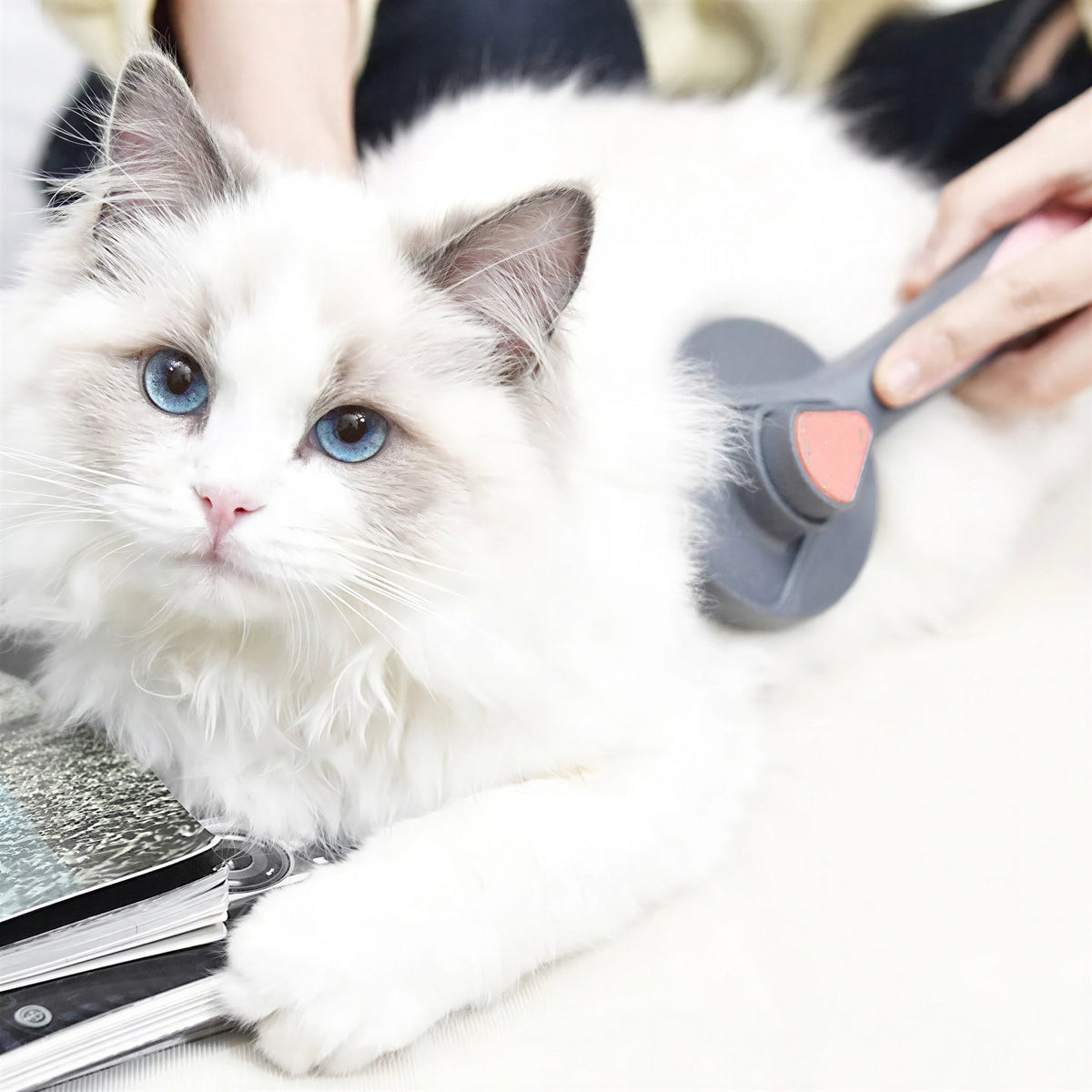 Brosse de toilettage avec bouton en acier inoxydable pour chat Pour toi Mon chat