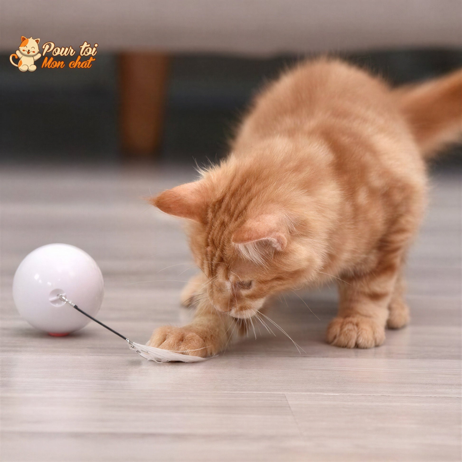 Balle Interactive pour Chat - RollChat™ Pour toi Mon chat