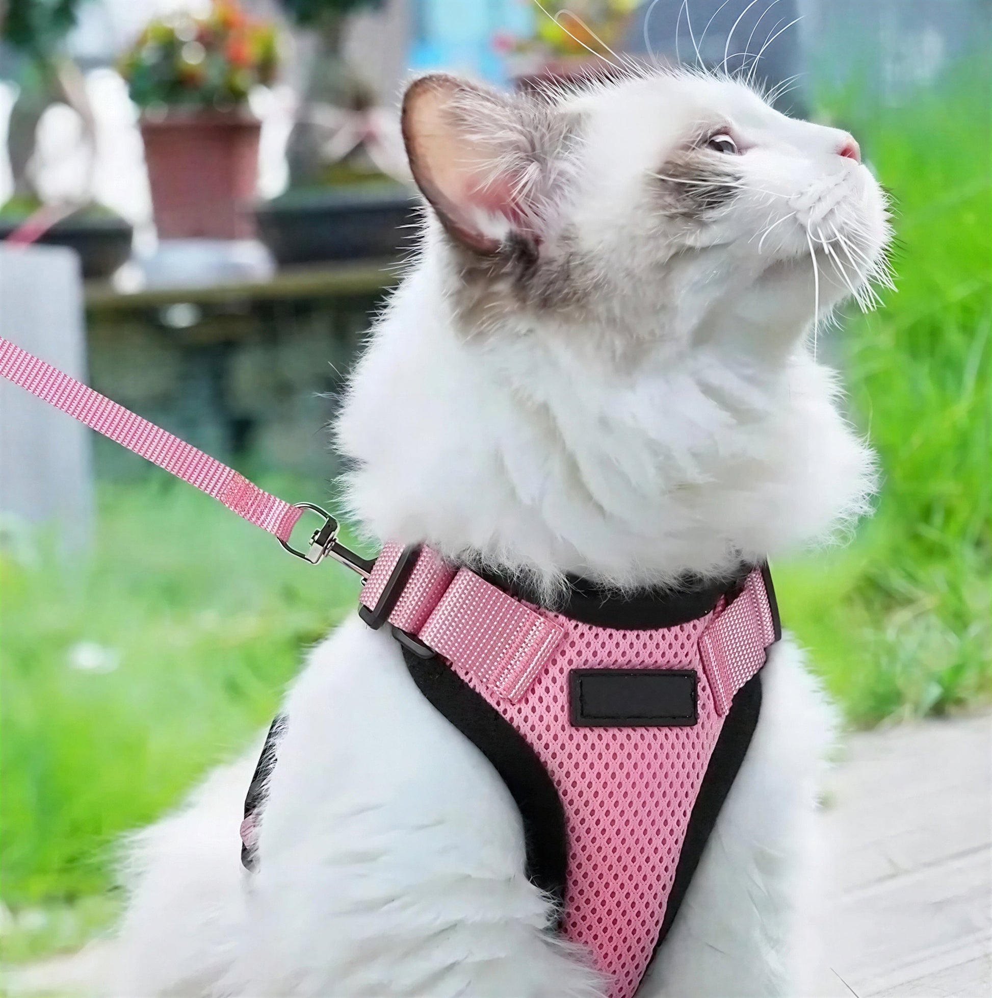 Harnais Chaton Doux et Réfléchissant avec Laisse de Marche Pour toi Mon chat