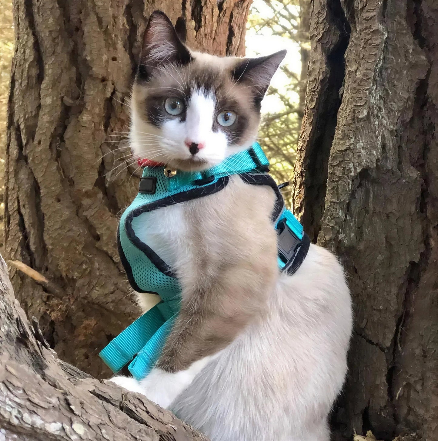 Harnais Chat Anti Fugue Réfléchissant avec Laisse Réglable Pour toi Mon chat
