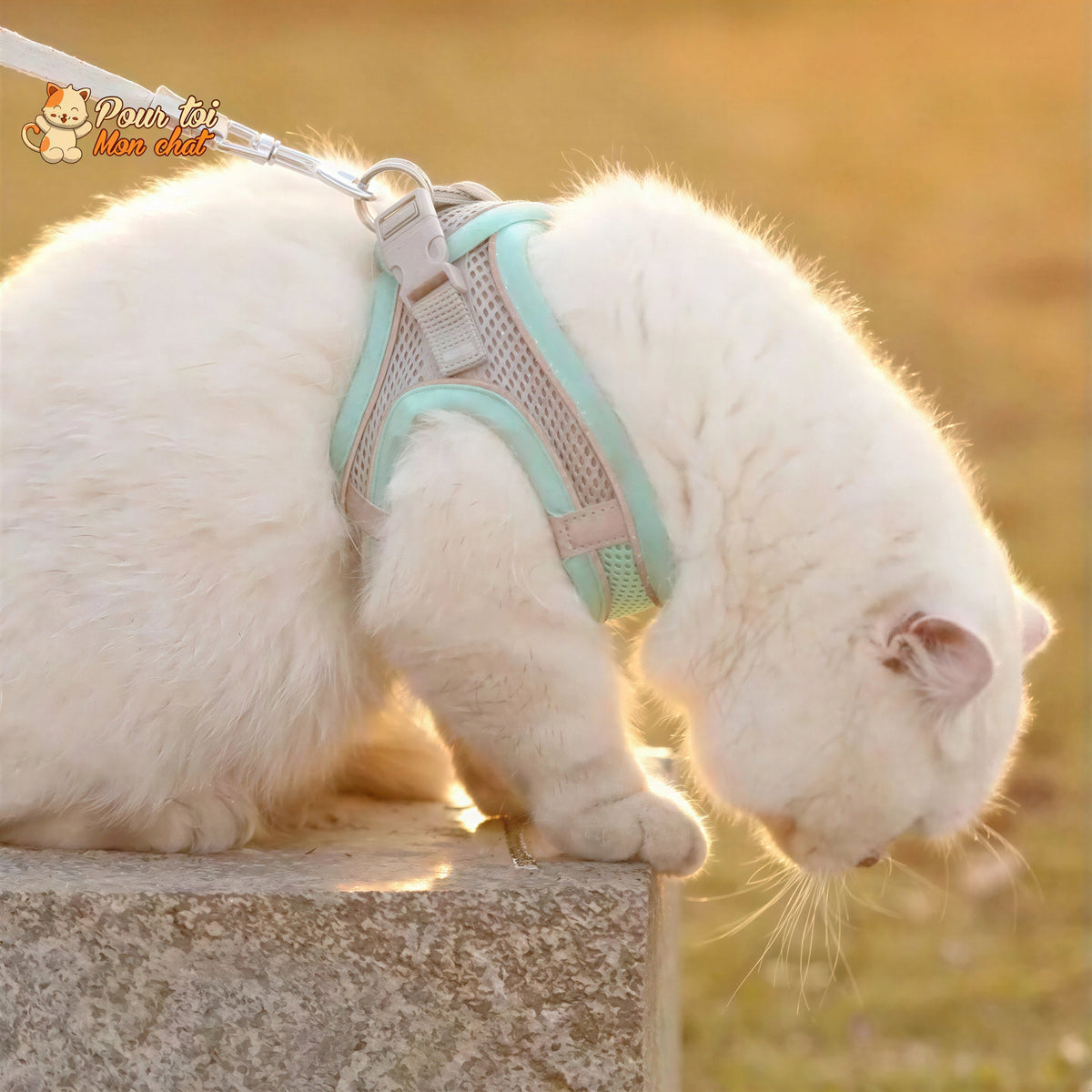 Ensemble de laisse et maille réglable pour chat Pour toi Mon chat