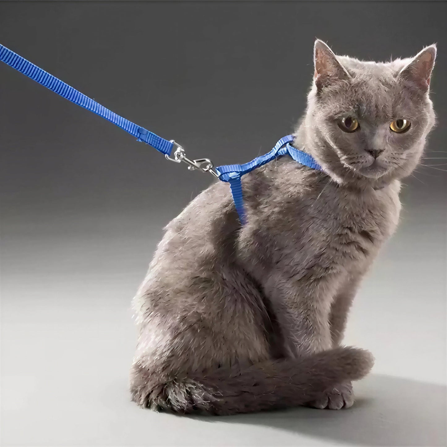 Collier en nylon réglable pour chat Pour toi Mon chat