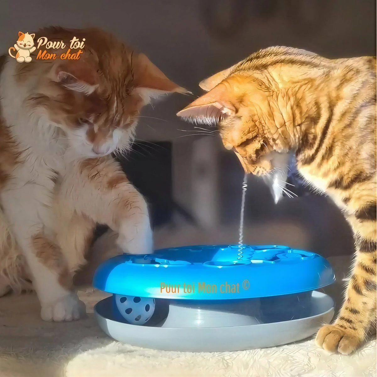 Jouet à balles et plumes : 2 jouets en 1 interactifs pour chat - Pilou-Pilou™ Pour toi Mon chat