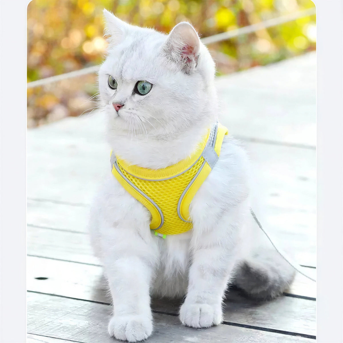 Laisse pour Chaton Style Harnais Léger et Confortable Pour toi Mon chat