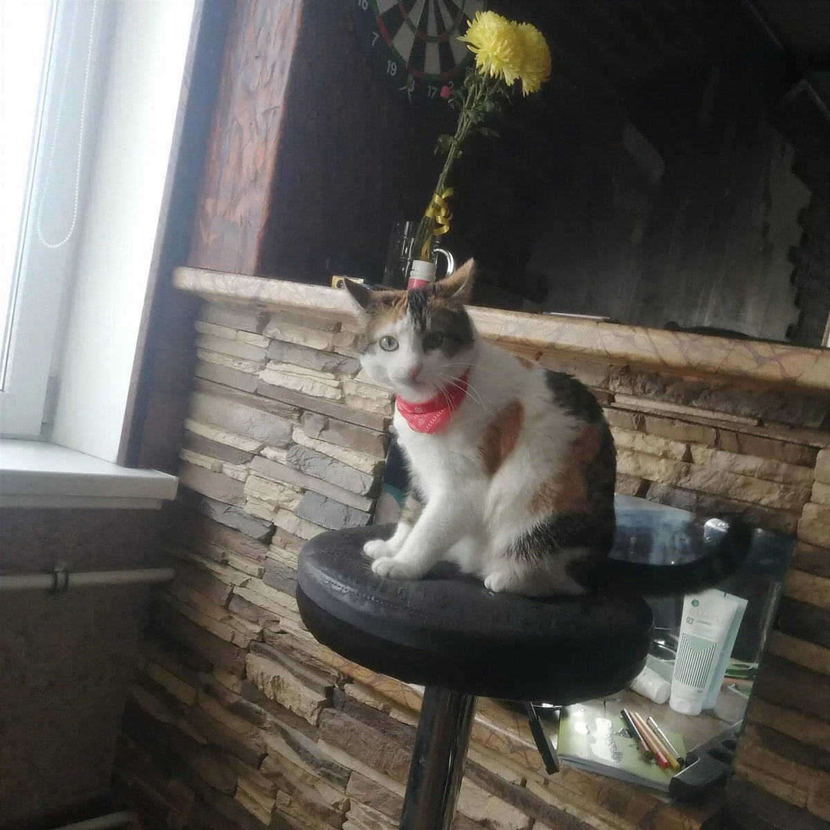 Écharpe ajustable pour chaton Pour toi Mon chat