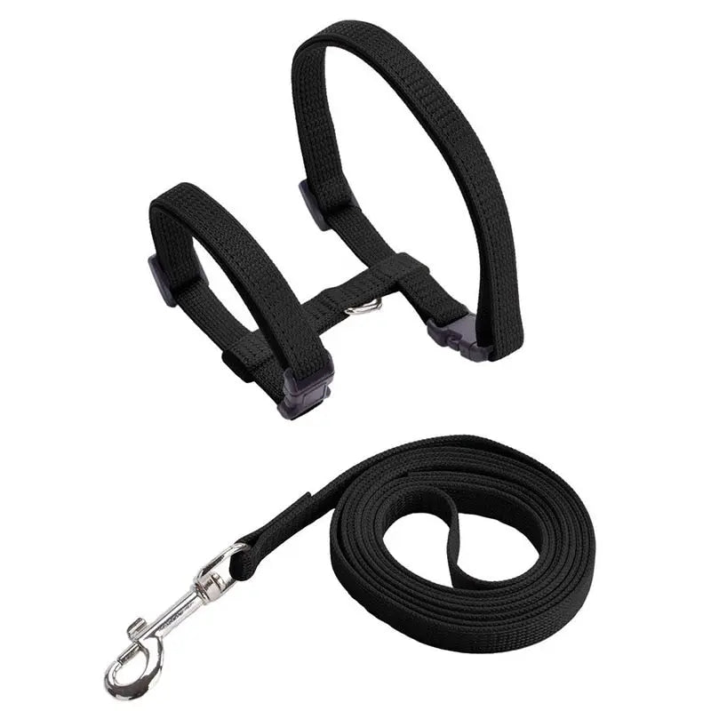 Collier anti-fuite pour chaton Pour toi Mon chat